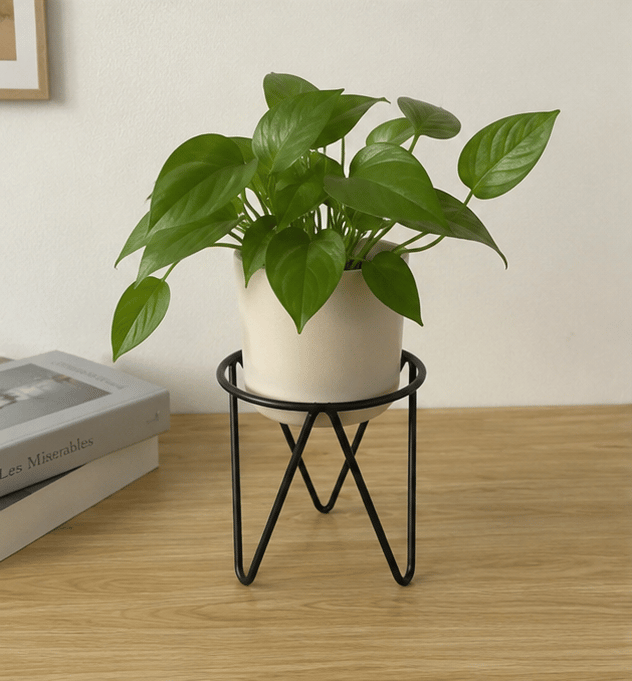 Black tabletop plant stand